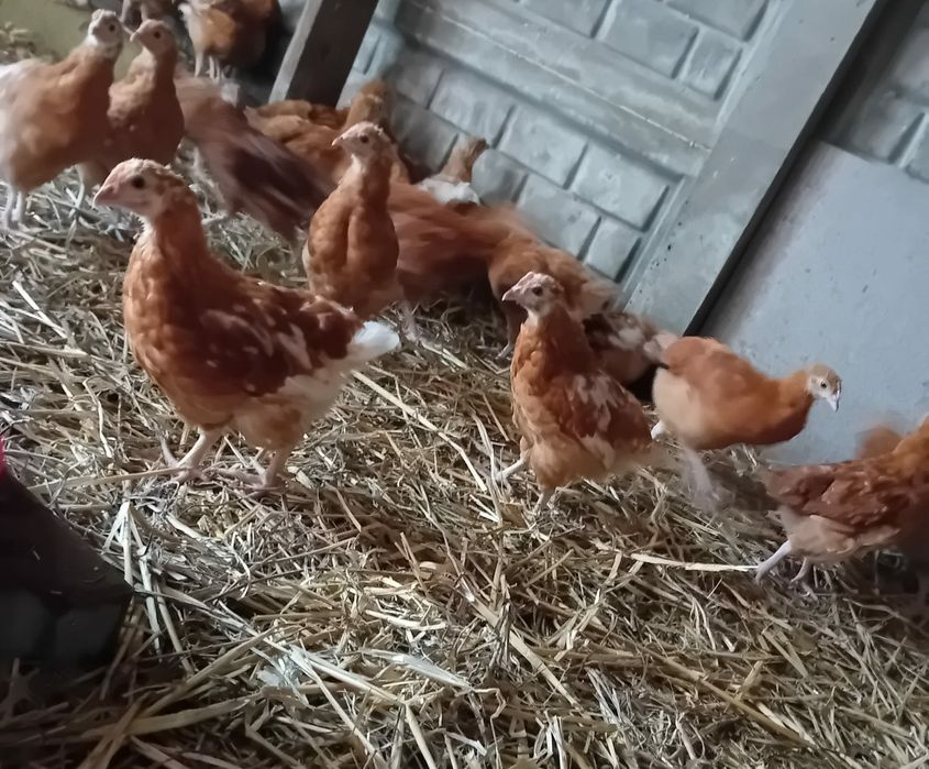 Kura kury Rosy 11-tygodniowe kury