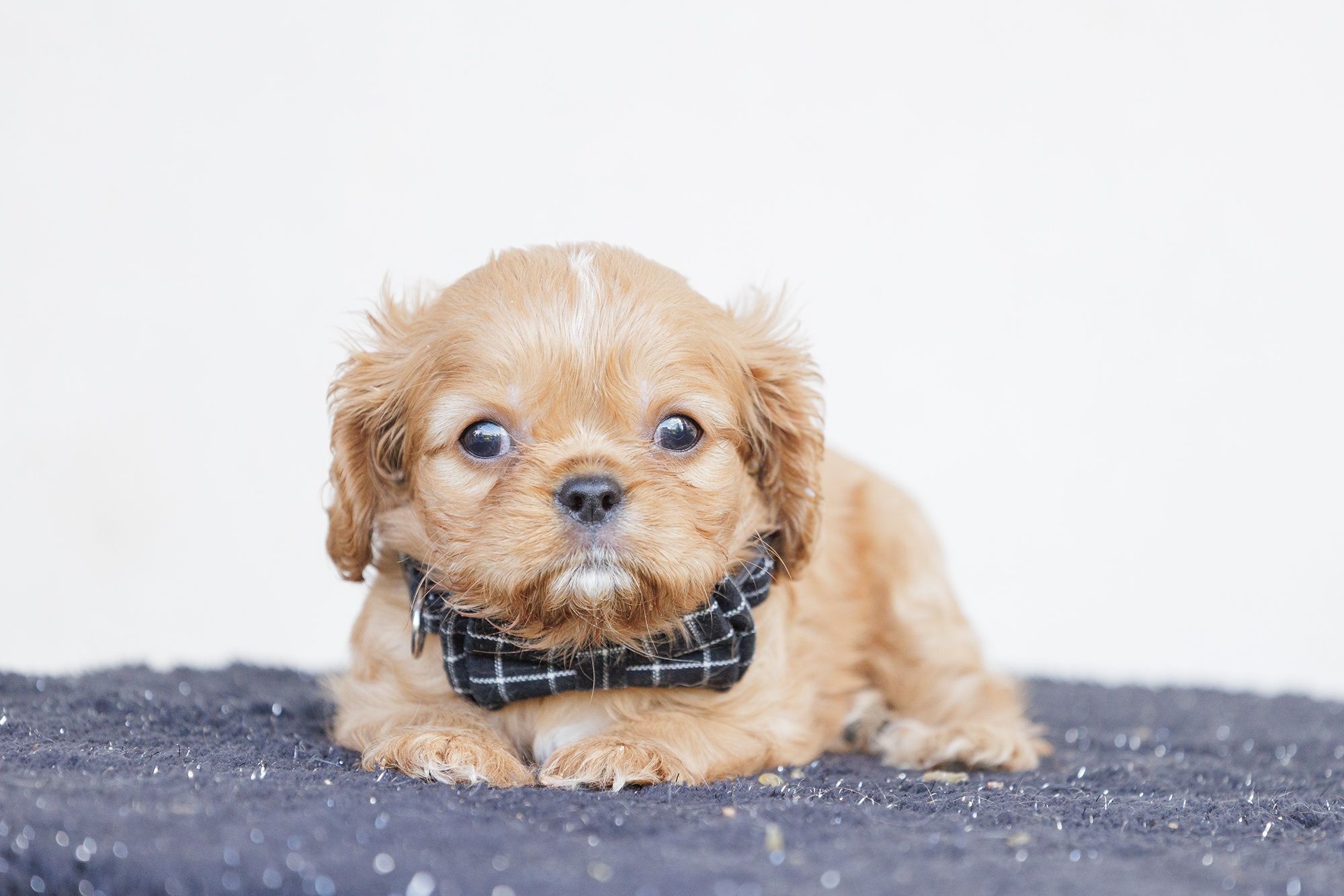 Cavalier King Charles Spaniel - chłopczyk ruby - Leo L’Amour