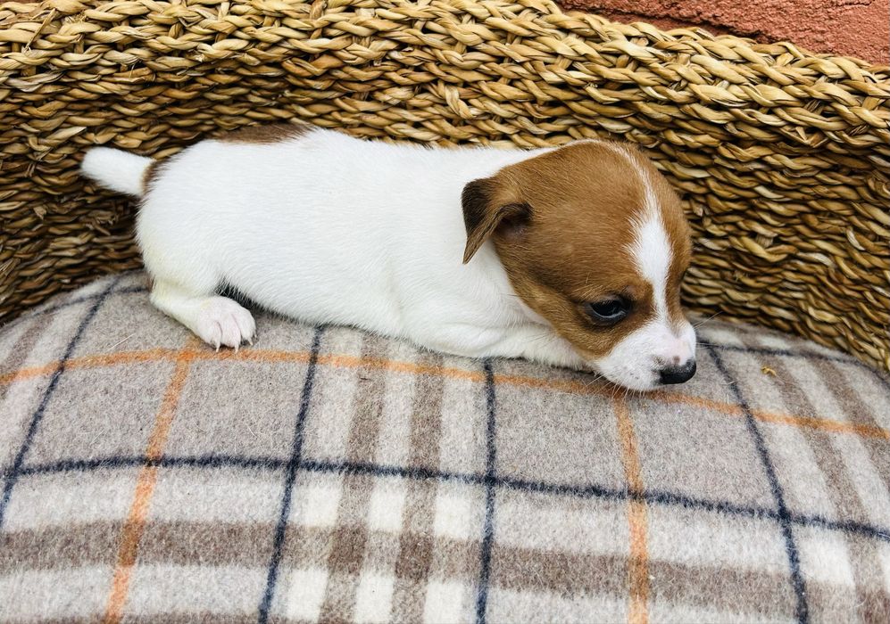 Jack russel com pedigree