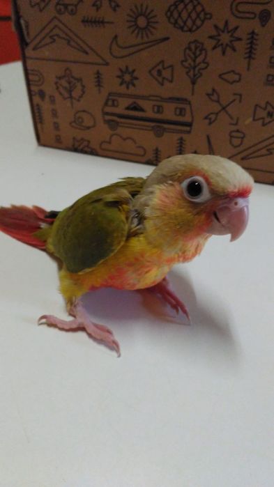 Pyrrhuras demosticadas