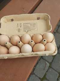 Sprzedam jajka z wolnego wybiegu cena 0.90 za sztukę