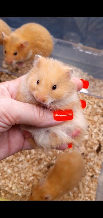 Хомяк ярко рыжий есть атласные королевские персик хомячки джунгарские