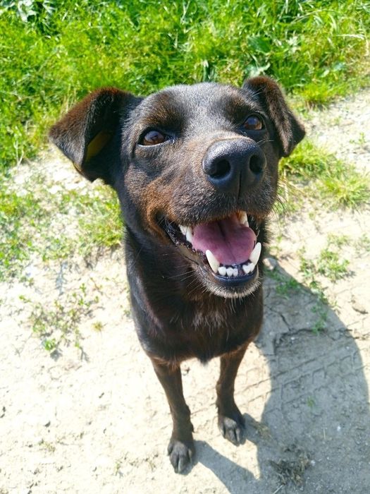 Собака собачка безкоштовно