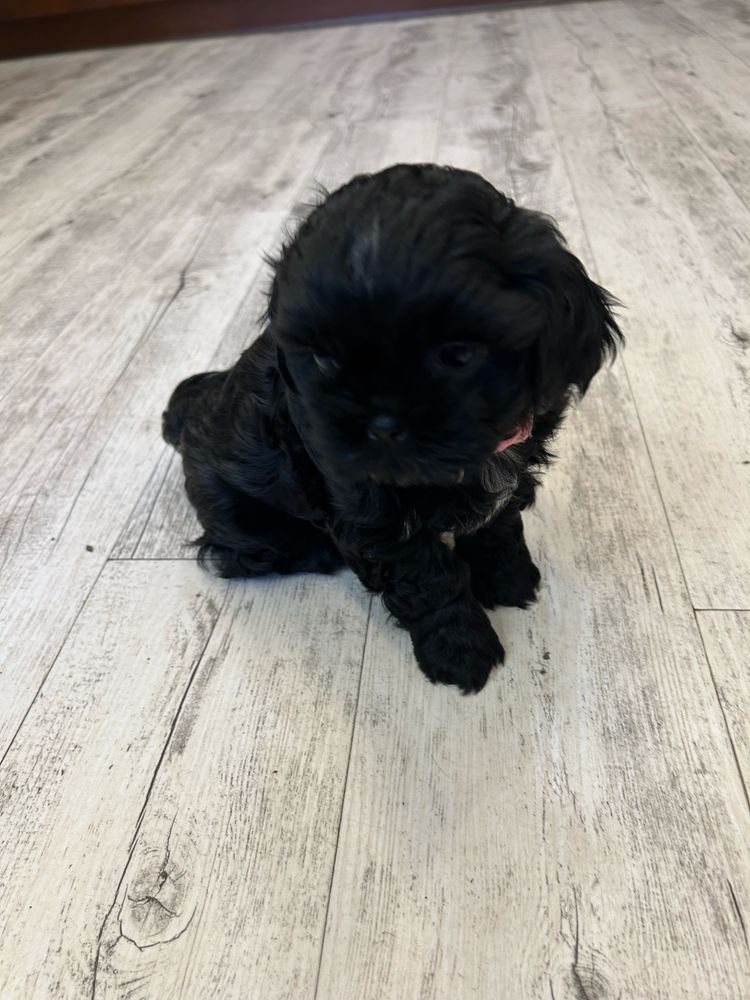 Szczeniak Shihtzu