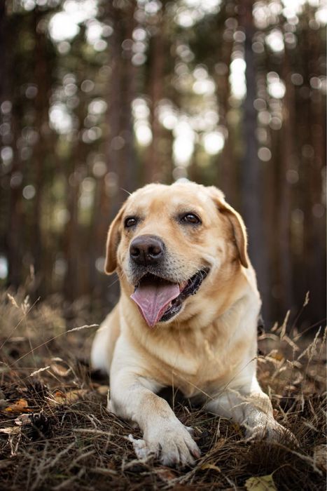 Dżeki-biszkoptowy labrador czeka na dom znający specyfikę rasy-adopcja