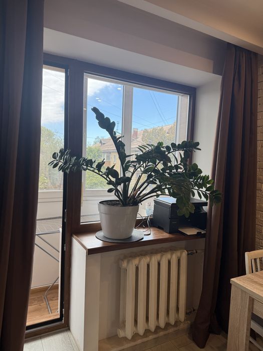 Заміакулькас великий