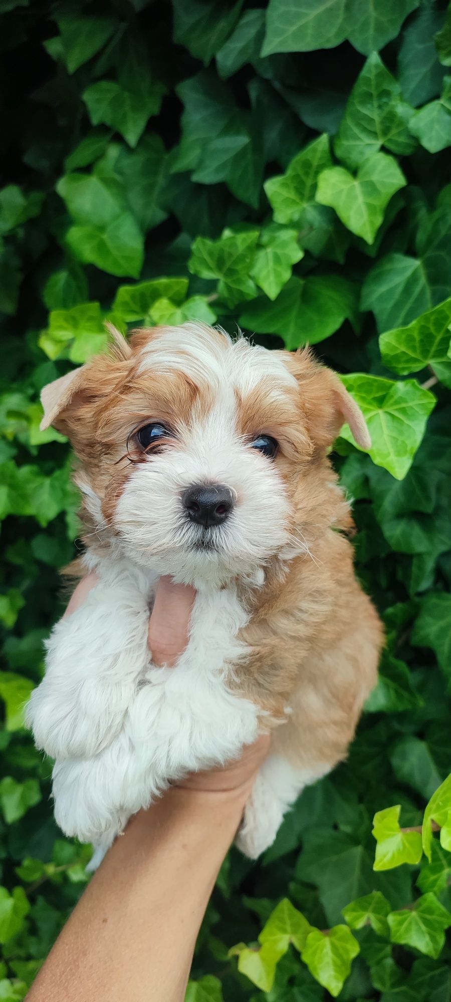 Yorkshire terrier piesek white ocean pear