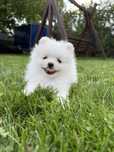 Biały Pomeranian Szpic Miniaturowy - szczeniak z metryką