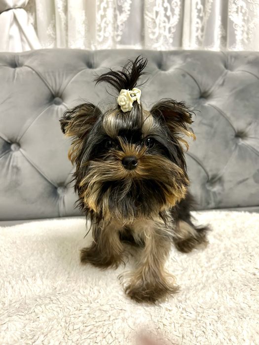 Красунчик Міні Йоркширський терєр