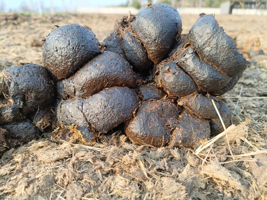 Obornik koński pryzma