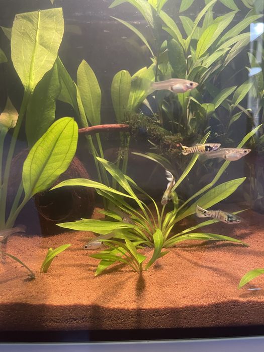 Peixes Endler Yellow Tiger