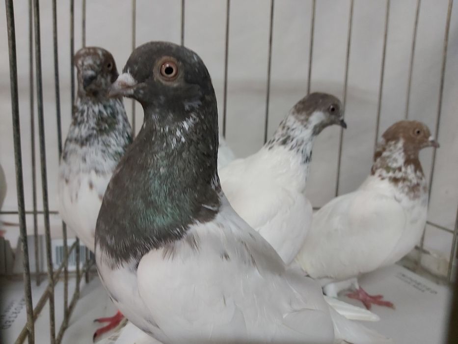 Gołębie Budapeszty Miedziane