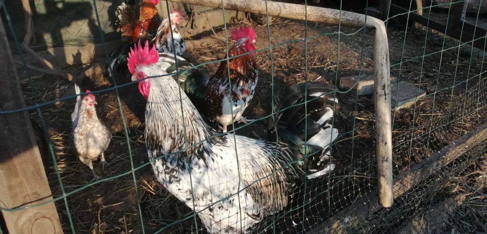 Sprzedam kury zagrodowe