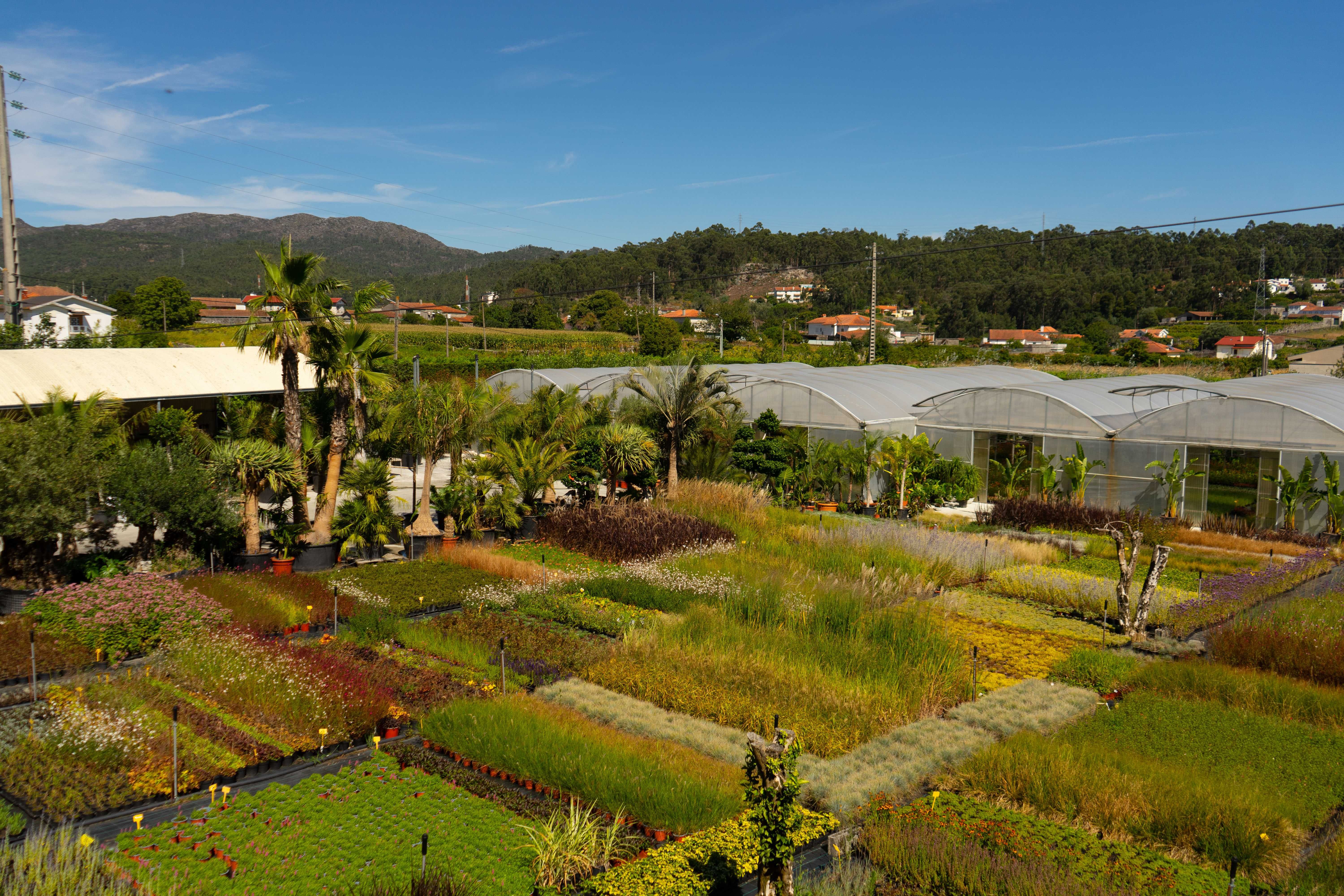 HORTO DA SANTAS - PLANTAS ONLINE - ENTREGAS EM TODO O PAIS