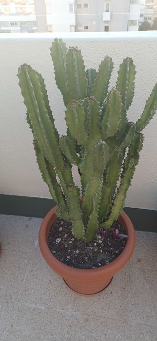 Cacto euphorbia com 1 metro altura e 40cm largura
