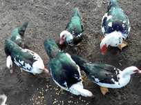 Patos mudos (machos e fêmeas)
