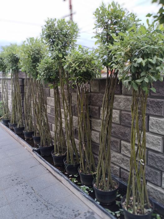 Верба плетена куля