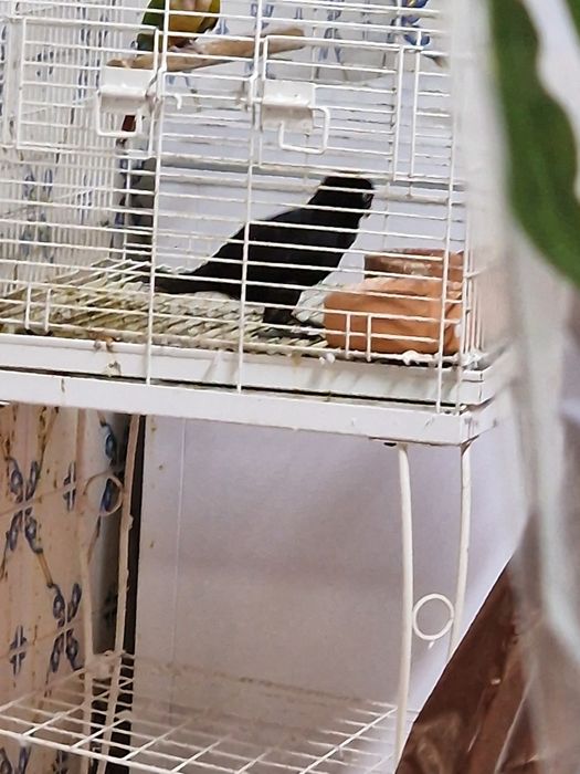 Loris atra criada a mão