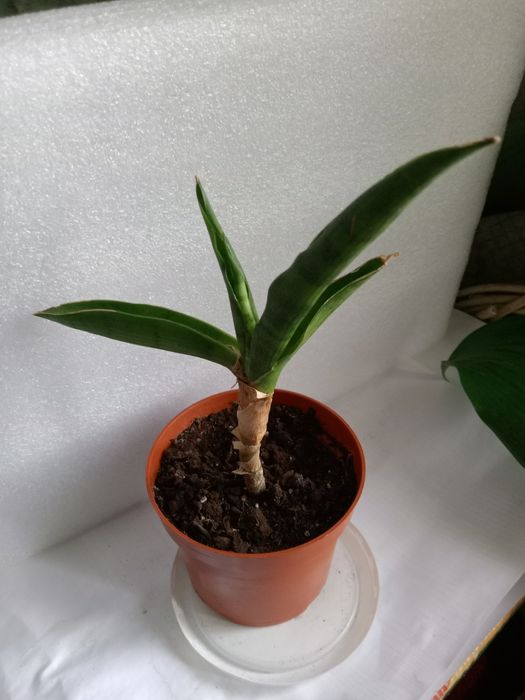 Продам, сансевієрію, Сільвер Перрот.