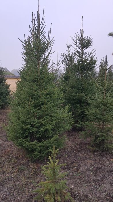 Choinki Bożonarodzeniowe - przyjdz sam wybierz
