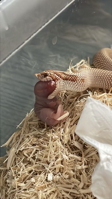 Wąż Heterodon nasicus - Toffee Superconda - Samica Hognose snake