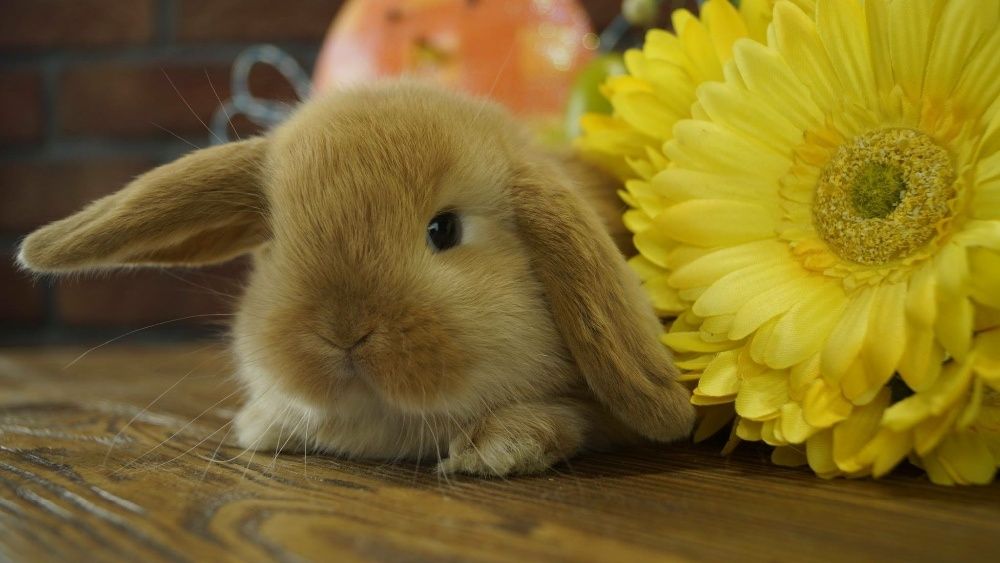 Małe mini lopy miniaturowe króliczki mini lop do odbioru na już Poznań