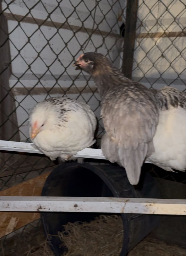 Ovos caseiros galados varias raças de poedeiras