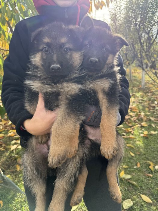 Продам щенки німецької вівчарки