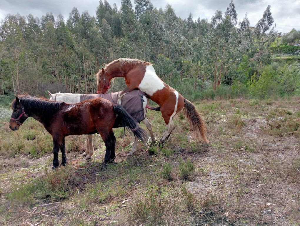 Cavalo inteiro malhado 9 anos
