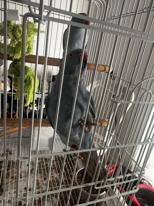 Ring Necks”Troco “por cria de papagaio,são domesticados.