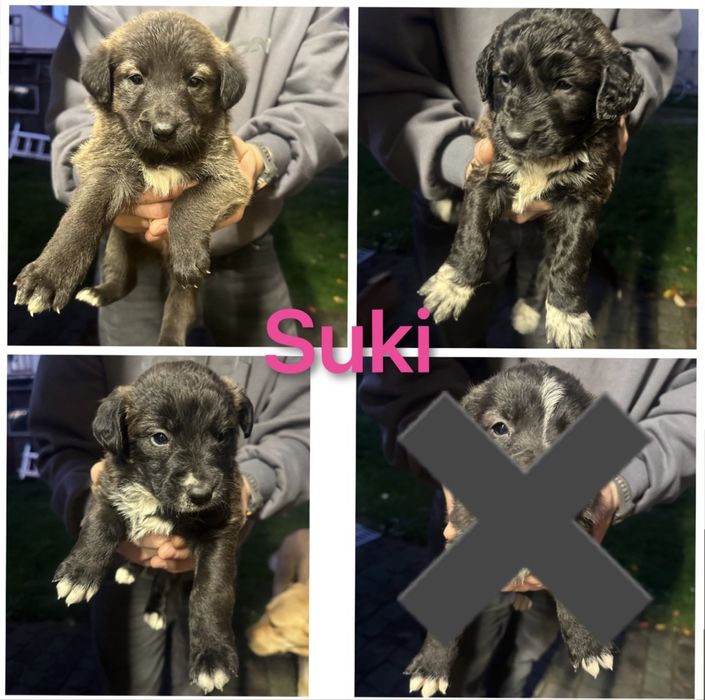 Słodkie szczeniaki szukają kochających domów!