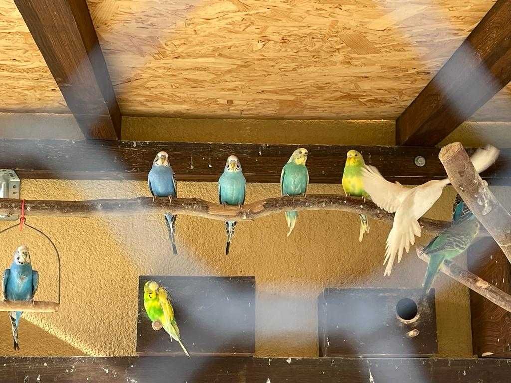 Papugi Faliste z woliery zewnętrznej sprzedam