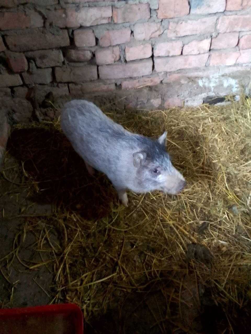 В'єтнамські свині