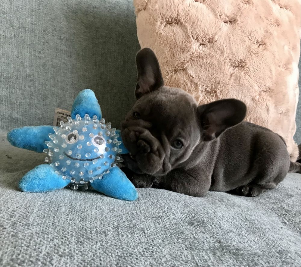 Buldog francuski