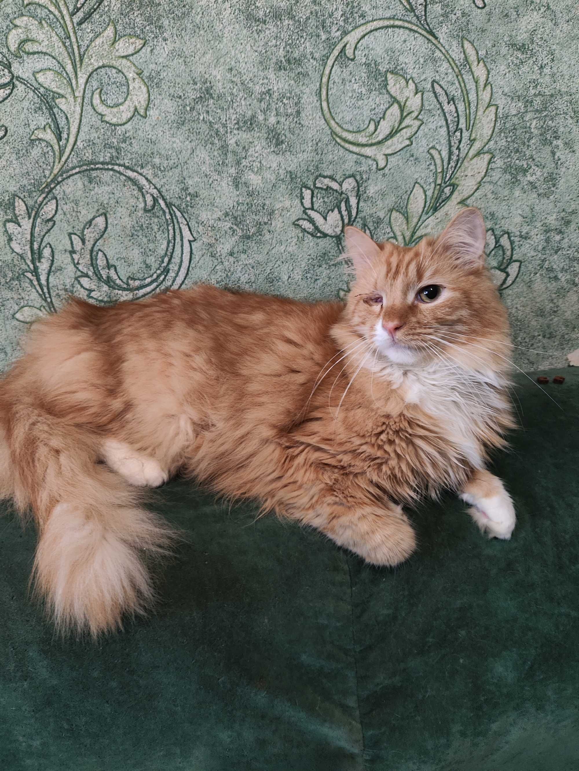 Кошенята шукають батьків (котята)