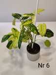 Philodendron Burle Marx Variegata