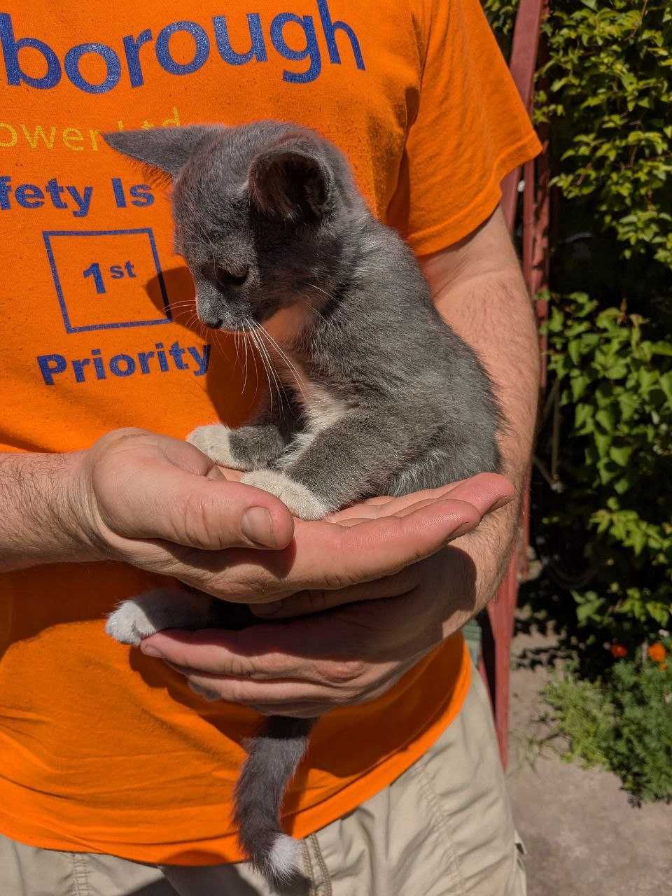 Маленький котик у шкарпетках шукає дім для нових пригод
