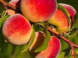 Саженцы персика. Саджанці персика (різних сортів) із пітомника