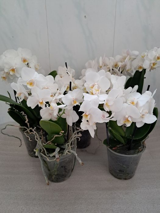 Продам орхідеї квітучі