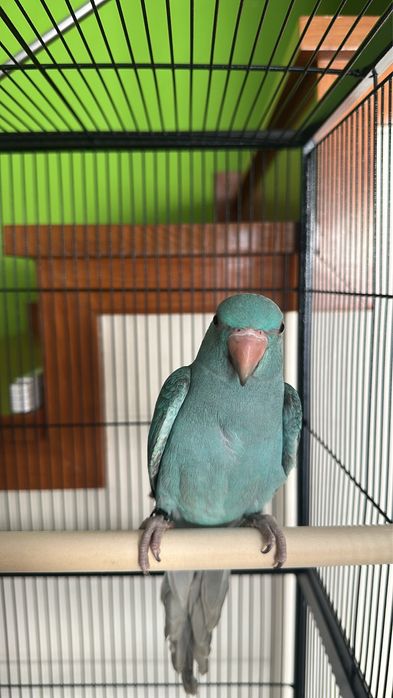 Vendo ring neck azul
