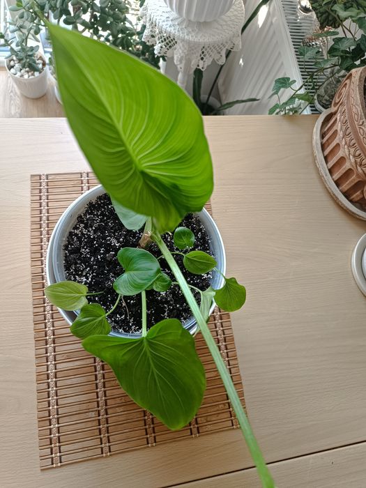 Кала біла квітка