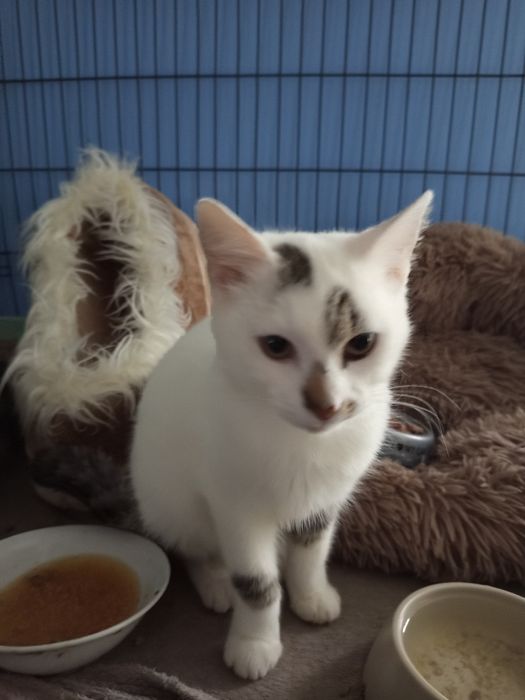 Przyjacielska Pajęczynka szuka domku