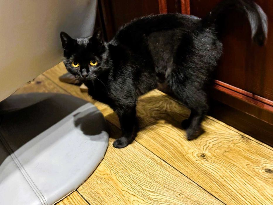 Kotka Sabrina szuka domu