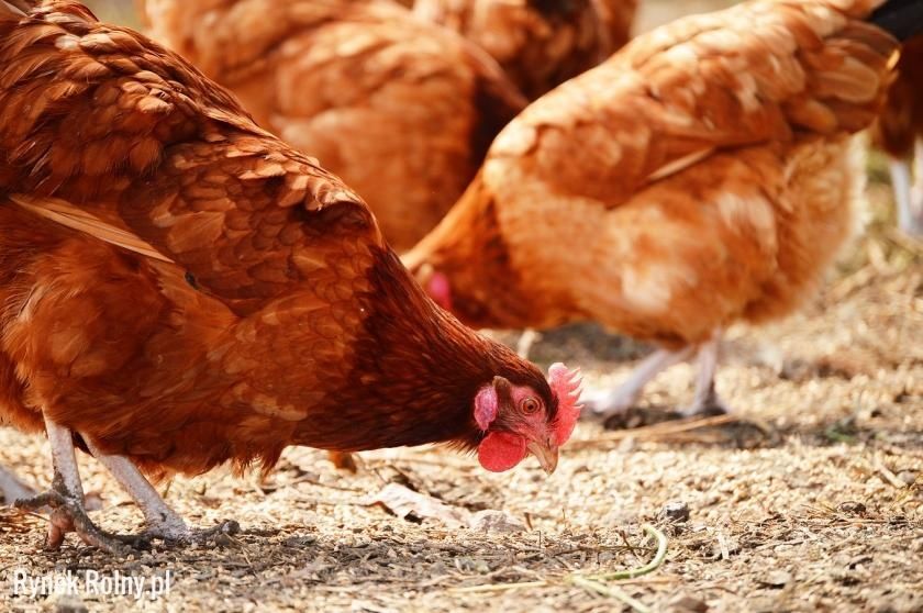 Kury nioski Leghorn z jajkiem Chodzież
