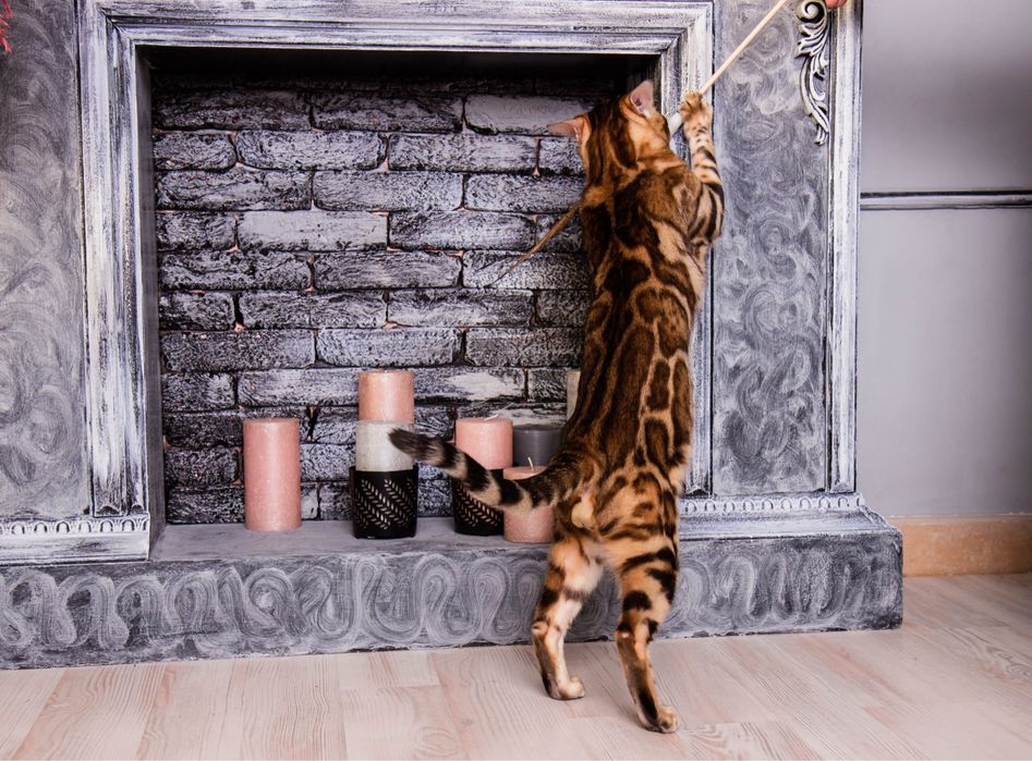 Бенгал WCF в‘язка