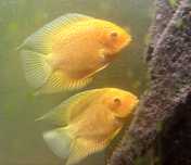 Pielęgnica severum  red spoted dorosłe tarlaki
