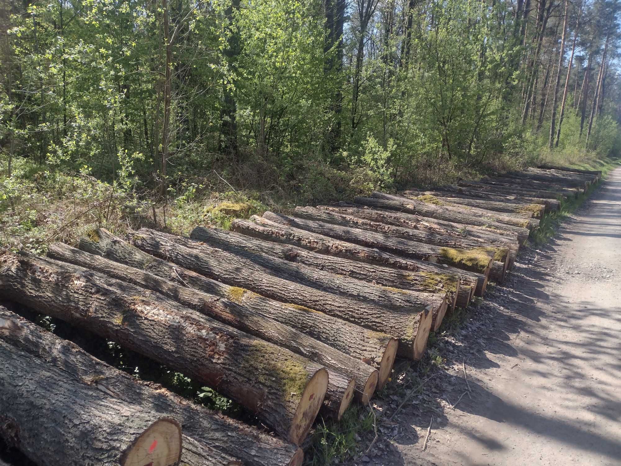 Dąb tartaczny kłoda dębowa 3 metrowa słupy dębowe