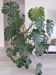 Monstera duża piękna roślina Ok. 1.6m
