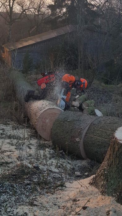 Wycinka drzew. Pilarz-drwal, arborysta. Wykaszanie zarośli.