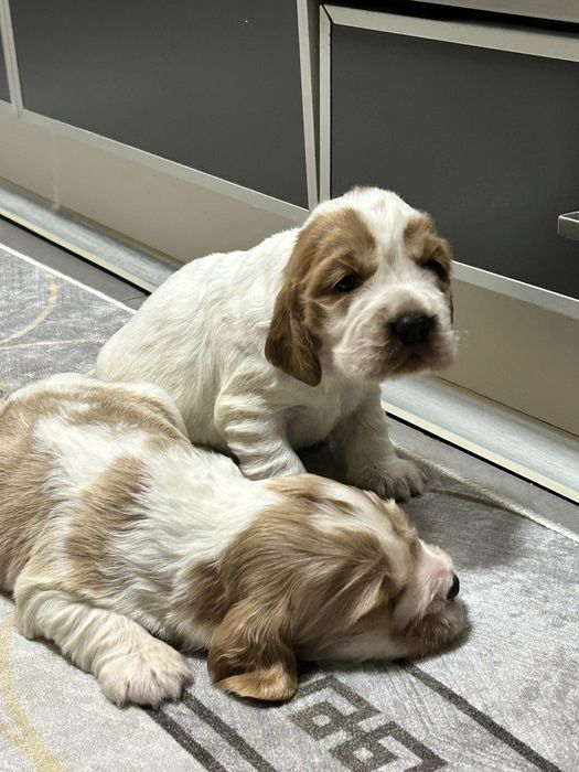 Suczka Cocker Spaniel Angielski do rezerwacji
